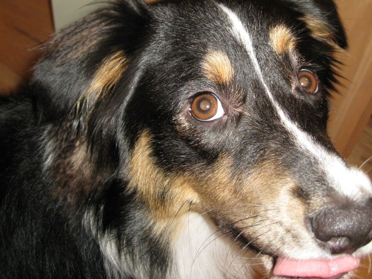 Obi – quite a&nbsp;character!