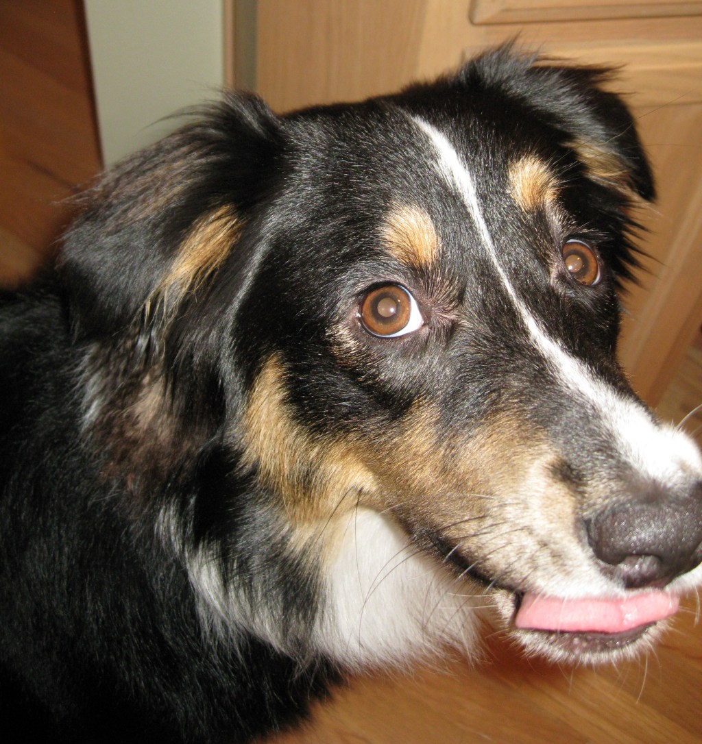 Obi – quite a&nbsp;character!